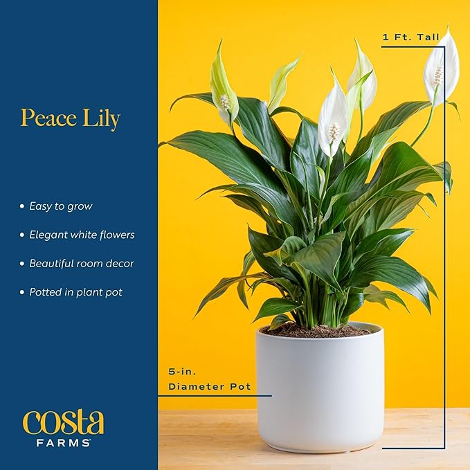 costa farms peace lily Costa Farms Peace Lily, Live Indoor Plant with Flowers, Easy to Grow H – Grow It Depot