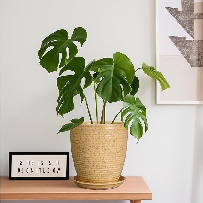 8 inch indoor planter with drainage Pot for Plants 8 Inch