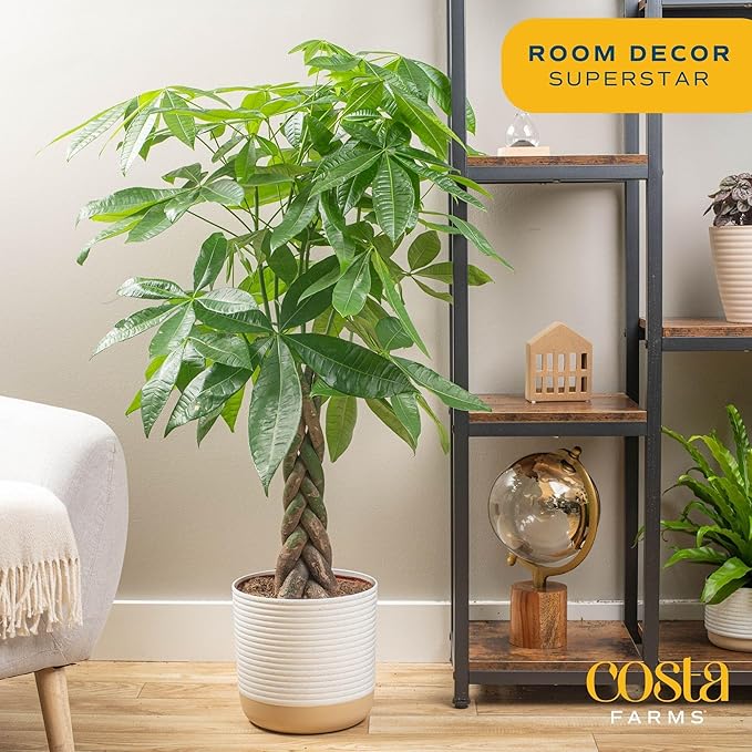costa farms money tree pachira Costa Farms Money Tree, Large, Live Indoor Plant, Easy to Grow Pachira – Grow It Depot
