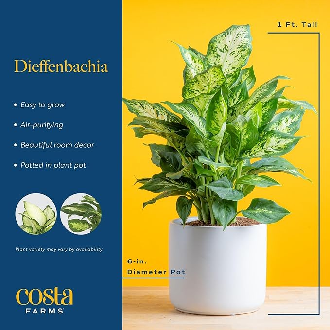 dieffenbachia air purify Costa Farms Dieffenbachia Live Plant Indoor, Easy Grow Light and Water –  Grow It Depot