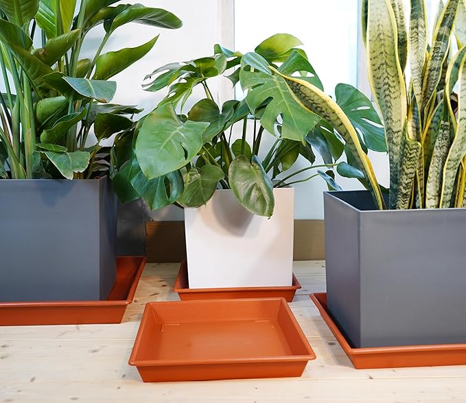 extra large square plastic plant saucers Square Plant Saucer 20 Inch 2 Pack, Large Plant Trays for Pots Heavy D – Grow It Depot