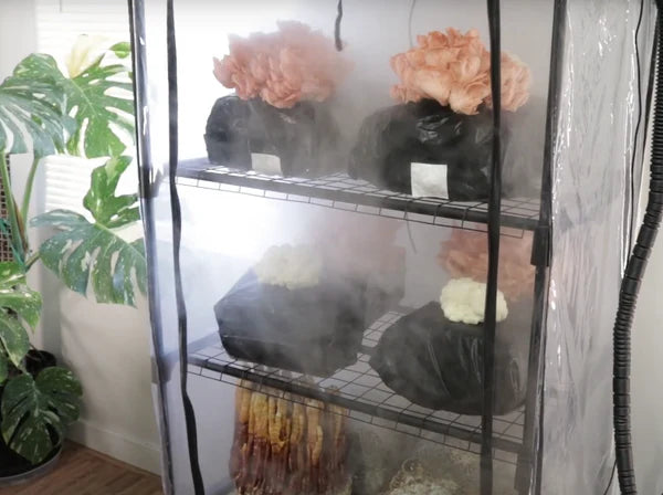RMS ShroomRoom Automated Mushroom Tent T3 Kit – Grow It Depot