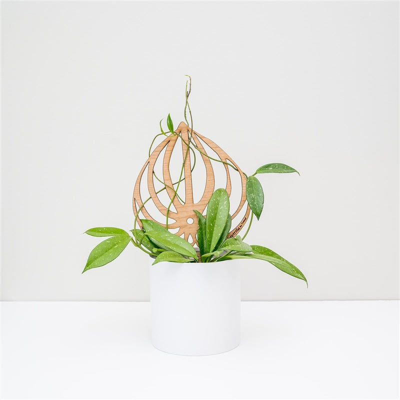 ideas of hanging plants Peptrella