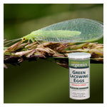 Green Lacewing - 25,000 Eggs