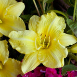 Rainbow Rhythm® Going Bananas Daylily