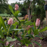 Ruby Spice Summersweet