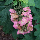 Snow Queen Hydrangea