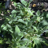 Giant Lamb's Ear