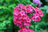 Brilliant Phlox Seeds | Pink Blooms with Dark Centers | Fragrant & Attracts Pollinators | 80 Days to Bloom |