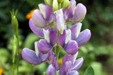 Pixie Delight Lupine Seeds | Blue, White, Pink, Purple | Attracts Pollinators | Compact 16” Tall | 93 Days |