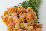 Zinderella Peach Zinnia Seeds - 100 Double Bloom Seeds - USA Grown -  - Cut Flower Garden - Butterfly Magnet - Heat Tolerant