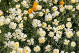 White Linen California Poppy Seeds, Eschscholzia californica, 10-15 Inches Tall, White Blooms, Drought Tolerant, USDA Zones 3-10, Non-GMO