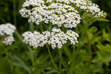 White Yarrow Seeds, Achillea millefolium, 12-36 Inches Tall, Fragrant White Blooms, Drought Tolerant, USDA Zones 3-9, Non-GMO