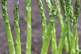 Asparagus Mary Washington 1 Gram Seeds - Heirloom Non-GMO Variety for Perennial Vegetable Gardening - Tender & Delicious Stalks