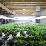 Bootstrap Farmer Deep Water Culture (DWC) Kit
