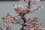 10 Seeds Japanese Cherry Blossom Bonsai - Flowering Sakura Tree Seeds - Pink Flowers, Exotic Bonsai Tree Prunus serrulata