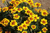 Dainty Marietta Dwarf Marigold Seeds, Tagetes patula, 10 Inches Tall, Yellow & Red Blooms, Pest Repellent, USDA Zones 1-10, Non-GMO