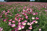 Purple Gleam California Poppy Seeds, Eschscholzia californica, Pink & Lavender Blooms, Drought Tolerant, USDA Zones 3-10, Non-GMO