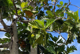 20 Breadfruit Seeds (Artocarpus camansi) - Kluwih Tropical Fruit Seeds for Planting - Grow Nutritious, Exotic Trees for Garden & Orchard