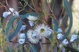 1 Blue Gum Eucalyptus Starter Plant (Eucalyptus globulus) - Live Plant 1′-2′ Tall - Aromatic Tree for Garden, Landscaping, & Essential Oils