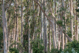 1 Blue Gum Eucalyptus Starter Plant (Eucalyptus globulus) - Live Plant 1′-2′ Tall - Aromatic Tree for Garden, Landscaping, & Essential Oils