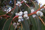 Blue Gum Eucalyptus Starter Plant (Eucalyptus globulus) - Live Plant 2′-3′ Tall - Aromatic Tree for Garden, Landscaping, & Essential Oils