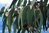 1 Blue Gum Eucalyptus Starter Plant (Eucalyptus globulus) - Live Plant 1′-2′ Tall - Aromatic Tree for Garden, Landscaping, & Essential Oils
