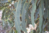 Blue Gum Eucalyptus Starter Plant (Eucalyptus globulus) - Live Plant 2′-3′ Tall - Aromatic Tree for Garden, Landscaping, & Essential Oils
