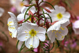 Pale Evening Primrose Seeds, Oenothera pallida, 8-20 Inches Tall, White to Pale Pink Blooms, Fragrant, USDA Zones 4-9, Non-GMO
