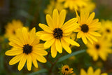 200 Seeds Helianthus Angustifolius | Narrowleaf Swamp Sunflower | Bright Yellow Blooms | Pollinator Native Perennial for Wetlands & Gardens