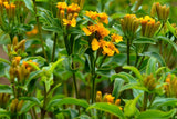 Mexican Tarragon Seeds | Licorice-Scented Herb | Culinary & Ornamental | Non-GMO |  | Heat-Tolerant