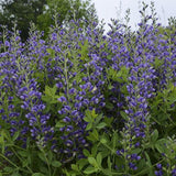 Decadence® Blueberry Sundae False Indigo