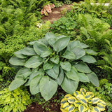 PW® Shadowland® Empress Wu Hosta