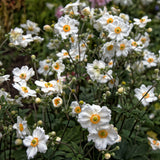 Honorine Jobert Anemone