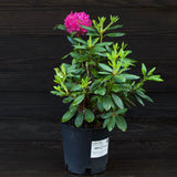 Pink Rosebay Rhododendron