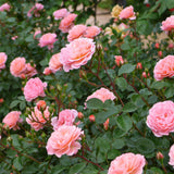 Sweet Drift® Rose