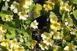 Moonlight Nasturtium Seeds | Creamy Yellow Blooms | Trailing Vines | Edible Flowers |  | Heirloom