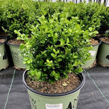 NewGen™ Independence®  Boxwood