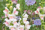 Appleblossom Snapdragon Seeds | Heirloom Non-GMO | Fragrant Blooms | Attracts Pollinators |