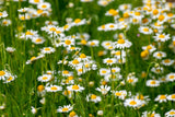 Roman Chamomile Seeds | Heirloom Non-GMO | Fragrant Groundcover | Herbal Tea |