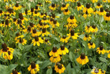 Clasping Coneflower Seeds | Rudbeckia Amplexicaulis | Drought Tolerant | Attracts Pollinators | Non-GMO |