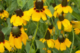 Clasping Coneflower Seeds | Rudbeckia Amplexicaulis | Drought Tolerant | Attracts Pollinators | Non-GMO |