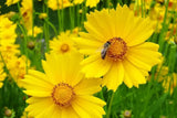 Lance Leaf Coreopsis Seeds | Non-GMO | Golden Yellow Blooms | Drought Tolerant | Attracts Pollinators |