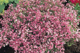 Crimson Red Carmine Baby's Breath Seeds | Non-GMO | Pink-Red Blooms | Cut Flower Garden | Attracts Pollinators |