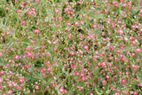 Crimson Red Carmine Baby's Breath Seeds | Non-GMO | Pink-Red Blooms | Cut Flower Garden | Attracts Pollinators |