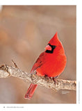Birds & Blooms - Backyard Field Guide: 60+ Bird Profiles, Identification Tips, Feeding & Nesting Advice, Plants To Attract Birds To Your Outdoor Space, Range Maps, Fun Facts & More!