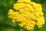 Gold Yarrow Seeds | Non-GMO | Golden-Yellow Blooms | Drought Tolerant | Attracts Pollinators |