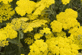 Gold Yarrow Seeds | Non-GMO | Golden-Yellow Blooms | Drought Tolerant | Attracts Pollinators |