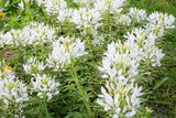 White Queen Cleome Seeds | Non-GMO | Fragrant White Blooms | Attracts Pollinators |