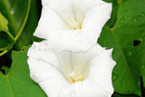 Pearly Gates Morning Glory Seeds | Non-GMO | Pure White Blooms | Fast-Climbing Vine |